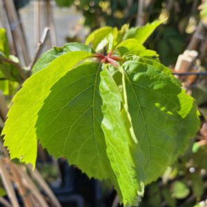 PARTHENOCISSUS QUINQUEFOLIA