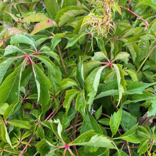 PARTHENOCISSUS QUINQUEFOLIA 'ENGELMANNII'