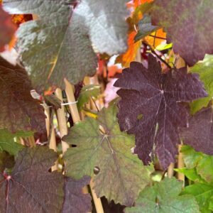 VITIS VINIFERA 'PURPUREA'