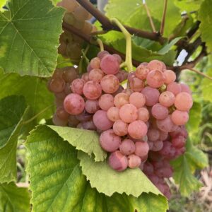 VITIS VINIFERA