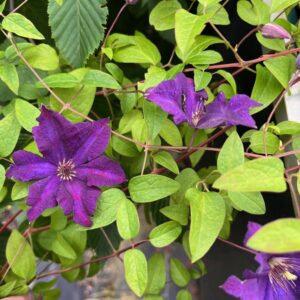 CLEMATIS VIT. 'POLISH SPIRIT'