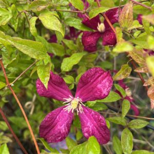 CLEMATIS 'JULIA CORREVON'