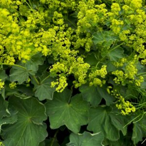 ALCHEMILLA MOLLIS