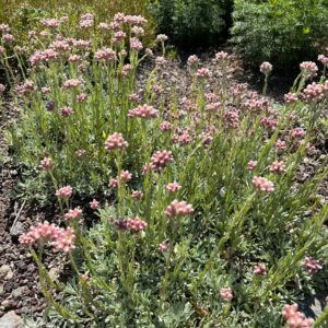 ANTENNARIA DIOICA
