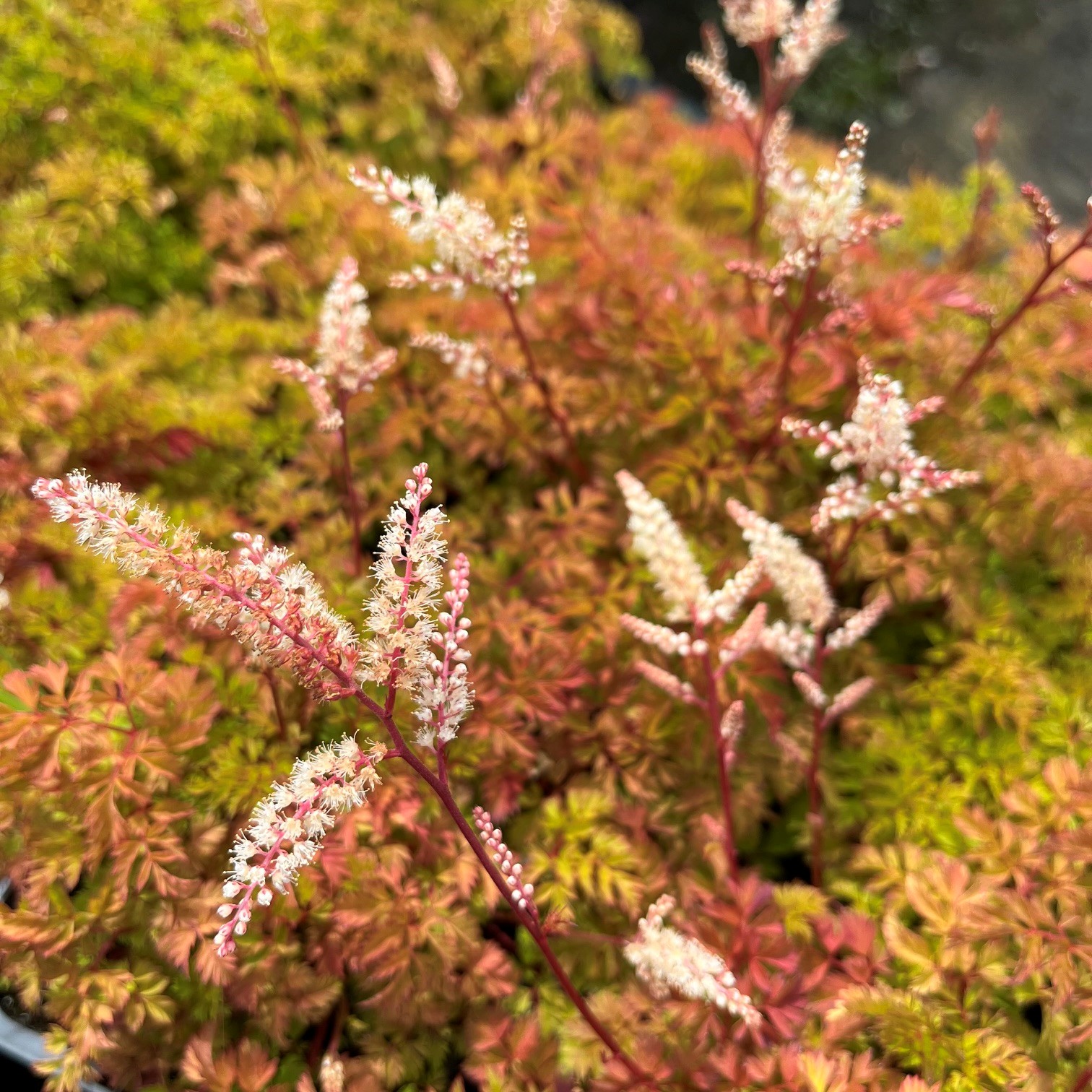 ARUNCUS AETHUSIFOLIUS