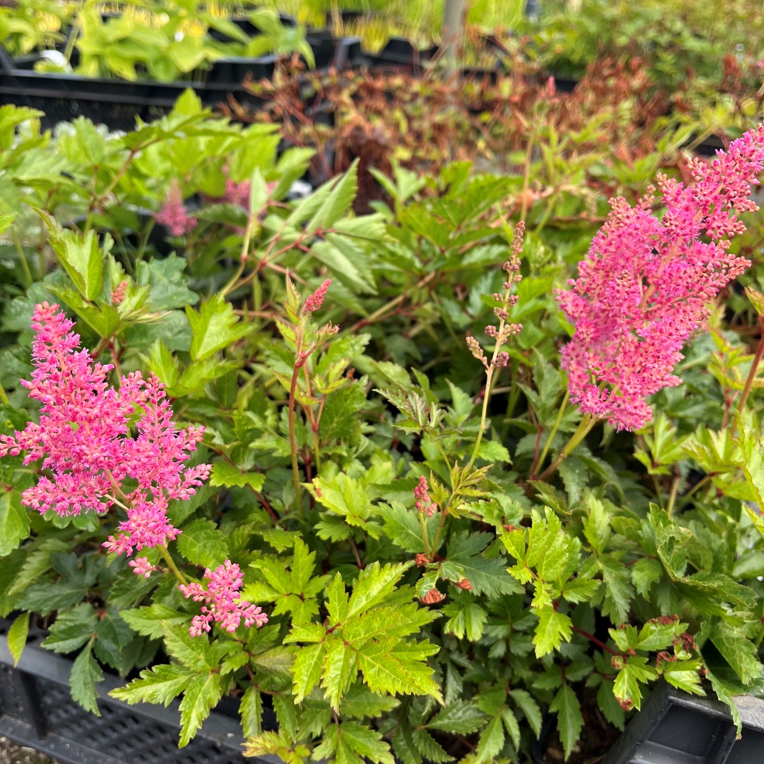 ASTILBE 'RHEINLAND' - Afbeelding 3