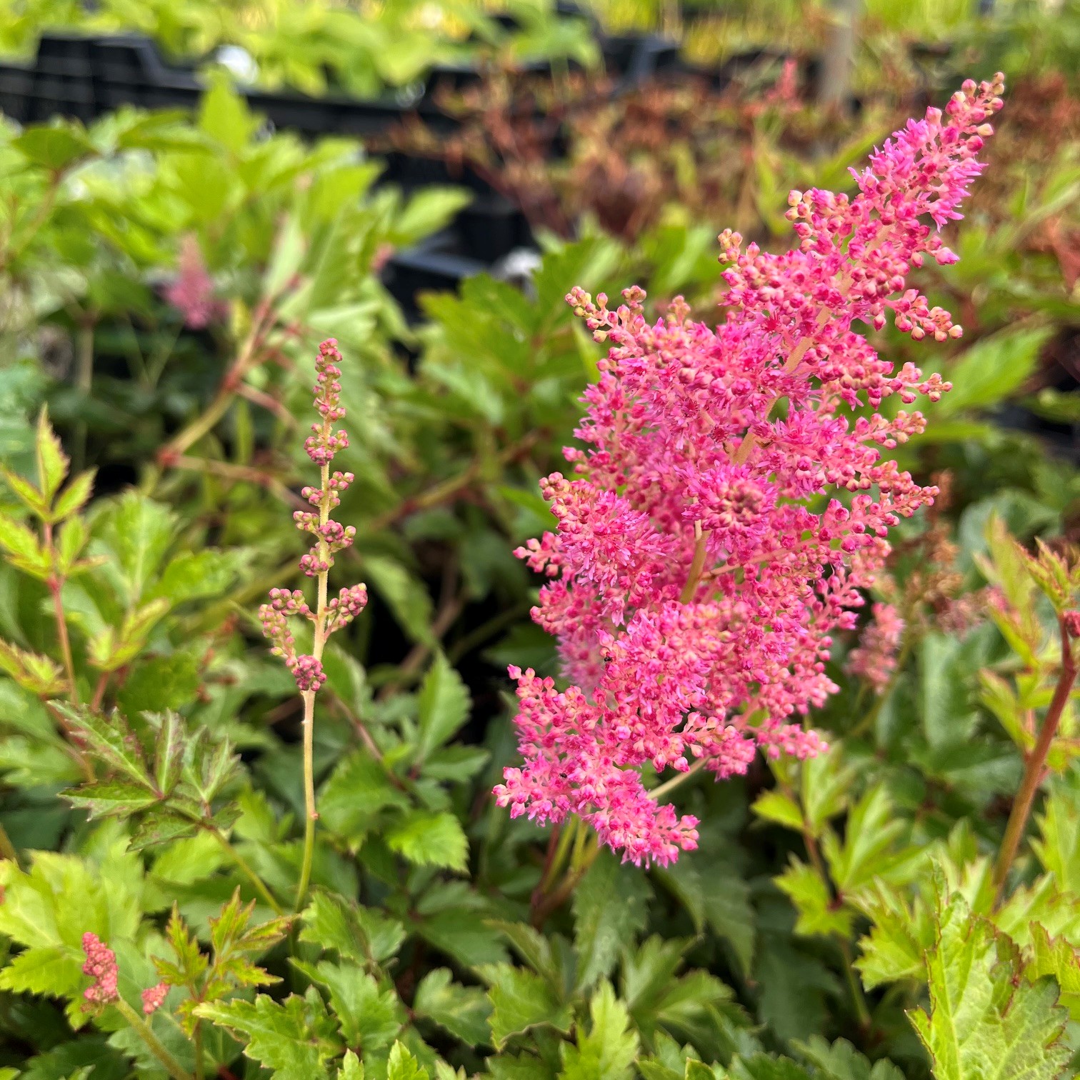 ASTILBE 'RHEINLAND'