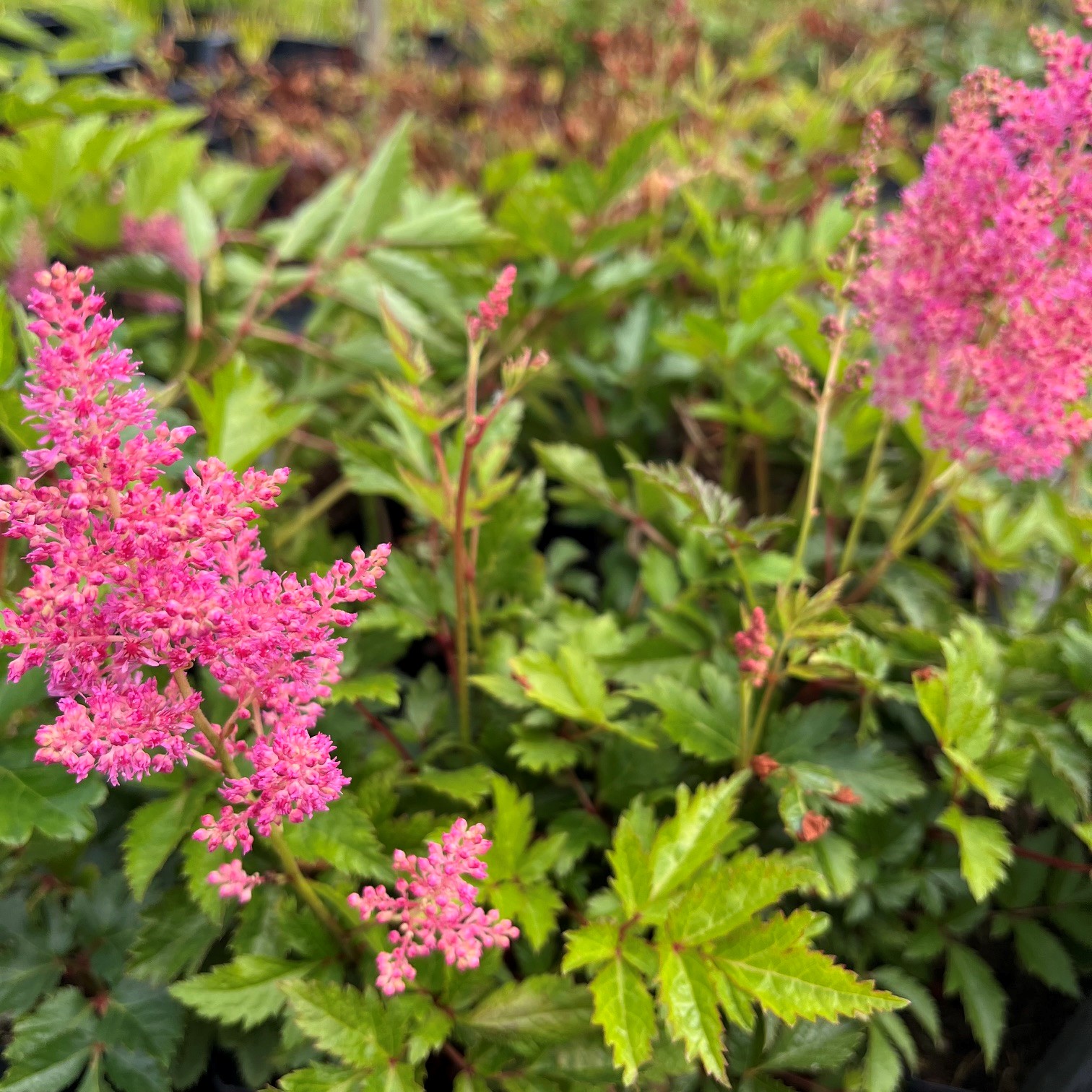 ASTILBE 'RHEINLAND' - Afbeelding 2