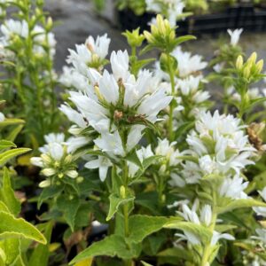 CAMPANULA GLOMERATA 'ALBA'