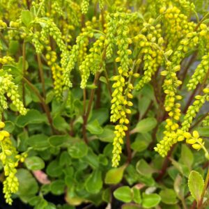 CHIASTOPHYLLUM OPPOSITIFOLIUM