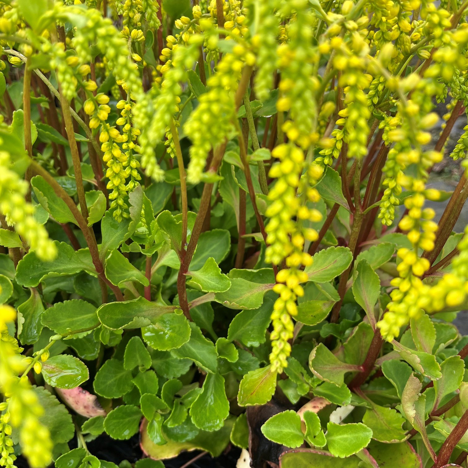 CHIASTOPHYLLUM OPPOSITIFOLIUM - Afbeelding 3
