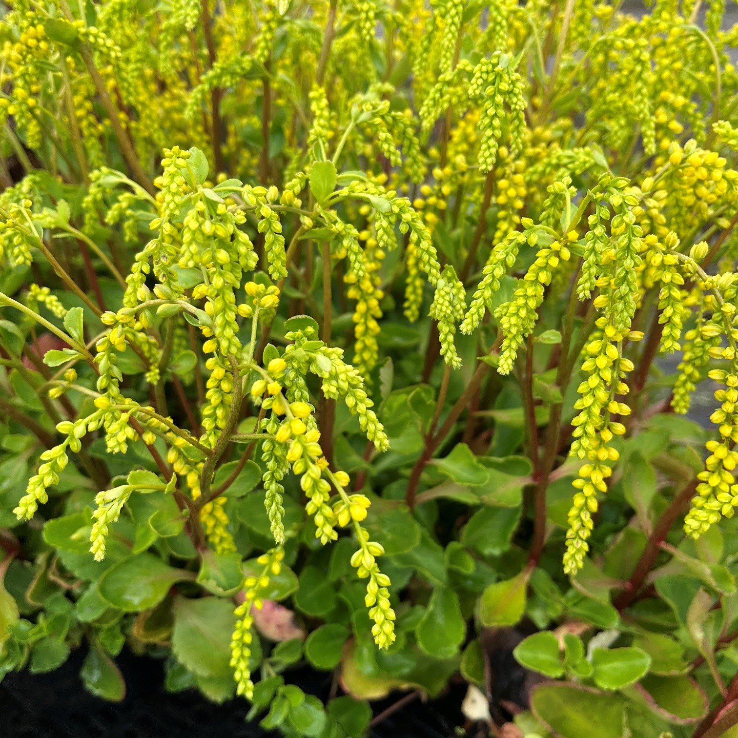 CHIASTOPHYLLUM OPPOSITIFOLIUM - Afbeelding 2