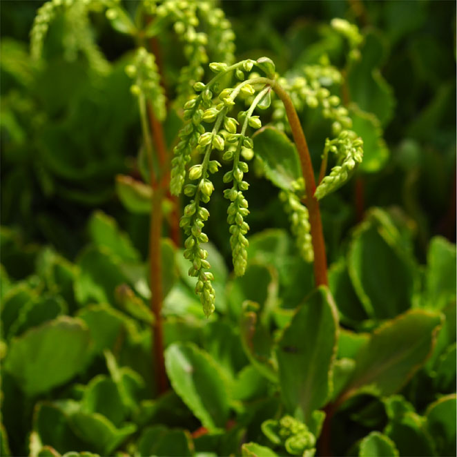 CHIASTOPHYLLUM OPPOSITIFOLIUM - Afbeelding 4