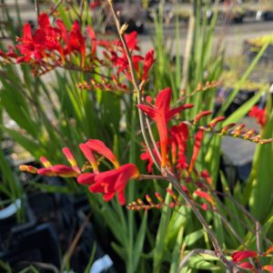 CROCOSMIA MASONIORUM 'LUCIFER'