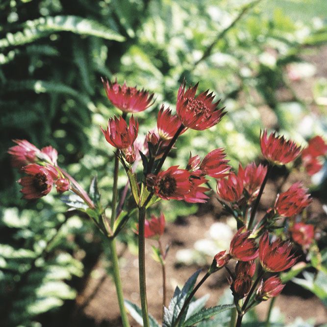 ASTRANTIA MAJOR 'RUBRA' - Afbeelding 3
