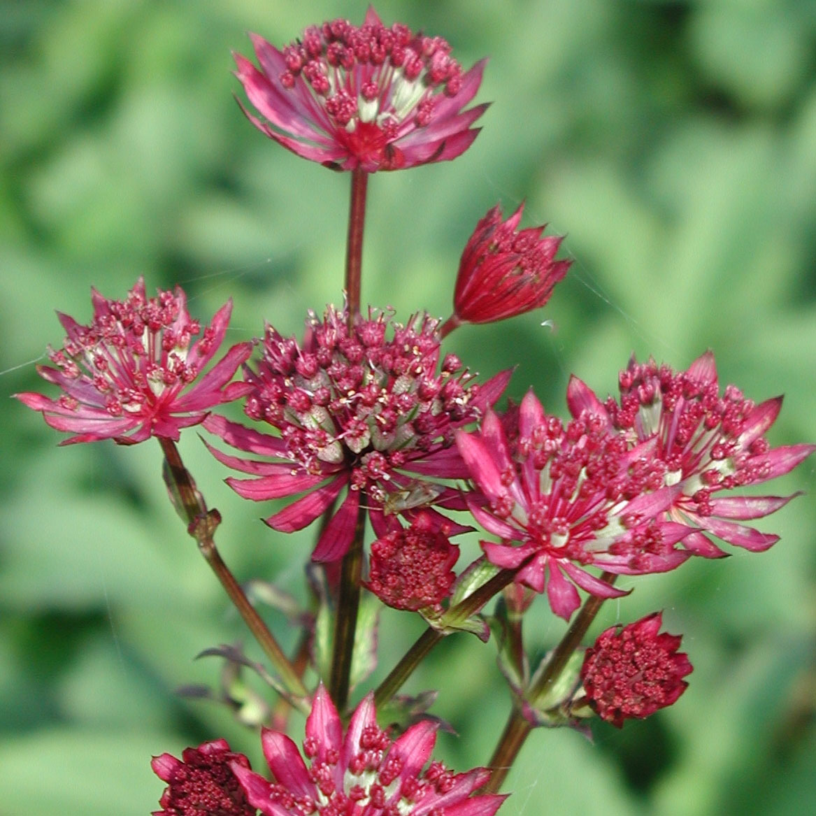 ASTRANTIA MAJOR 'RUBRA'