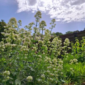 CENTRANTHUS RUBER 'ALBUS'