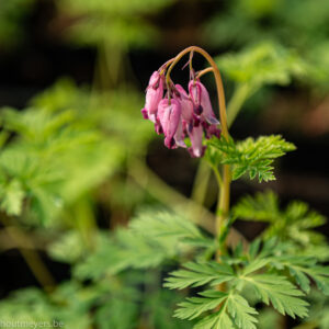 DICENTRA FORMOSA