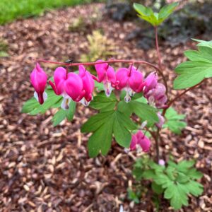 DICENTRA SPECTABILIS