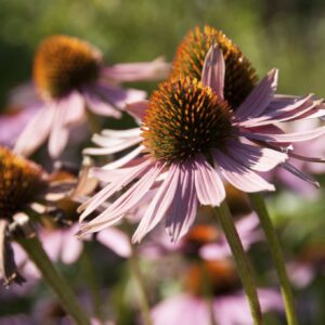 ECHINACEA PURPUREA