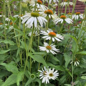 ECHINACEA PURPUREA 'ALBA'