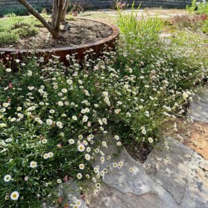 ERIGERON KARVINSKIANUS