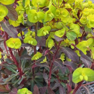 EUPHORBIA AMYGDALOIDES 'PURPUREA'