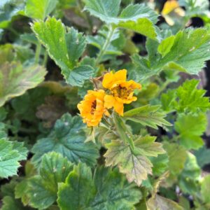 GEUM CHILOENSE 'LADY STRATHEDEN'