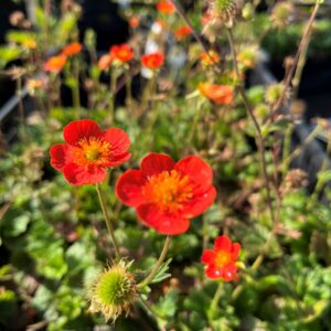 GEUM COCCINEUM 'BORISII'