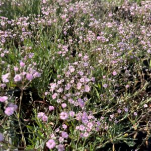 GYPSOPHILA 'ROSENSCHLEIER'