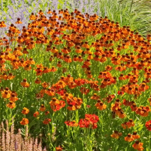 HELENIUM 'MOERHEIM BEAUTY'