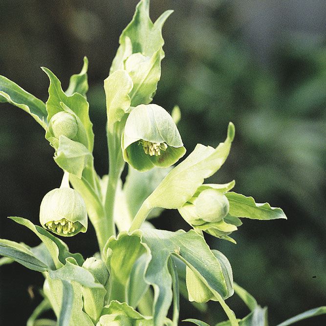 HELLEBORUS FOETIDUS - Afbeelding 3