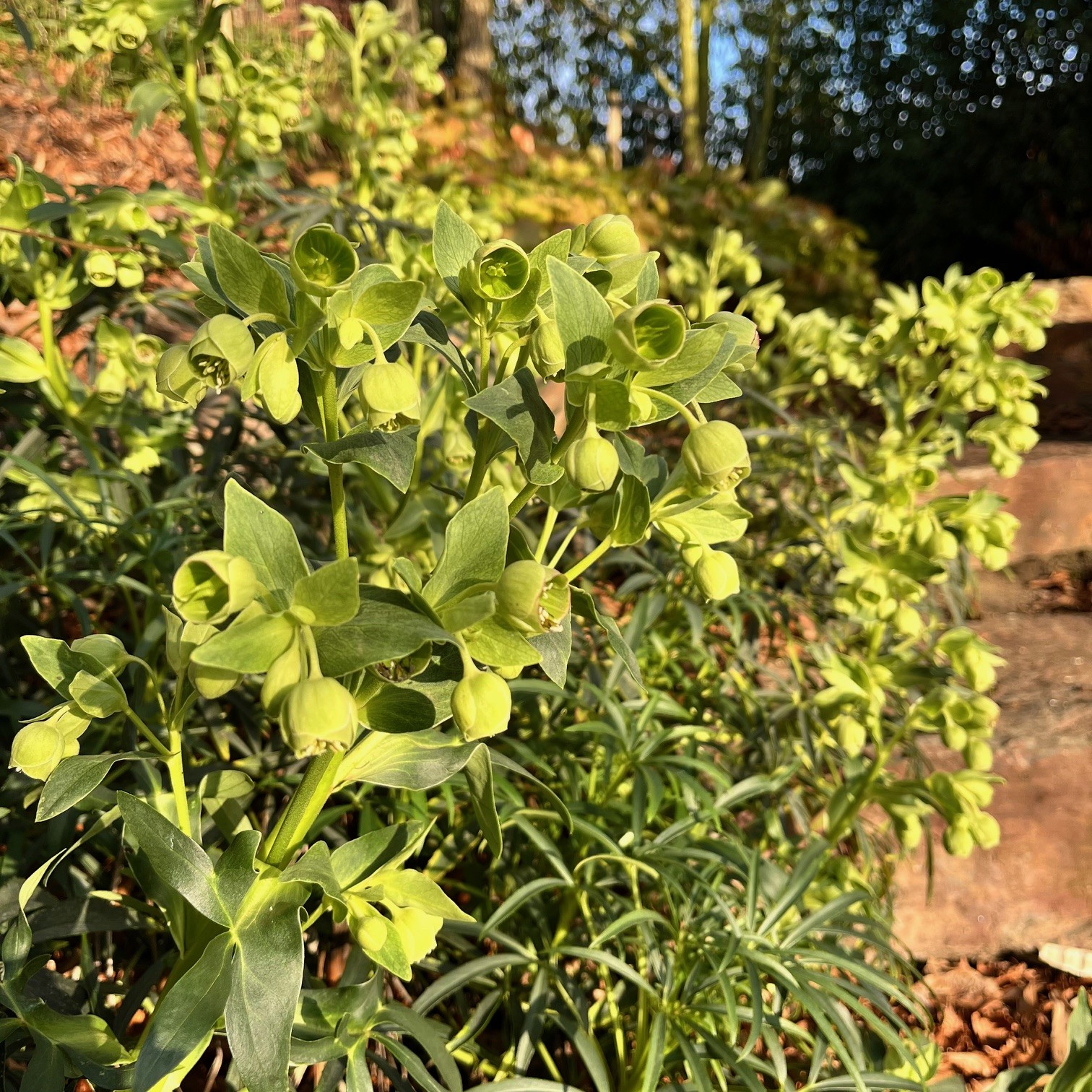 HELLEBORUS FOETIDUS - Afbeelding 2