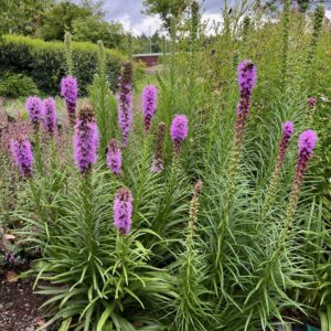 LIATRIS SPICATA