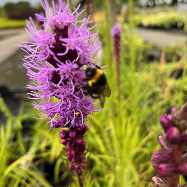 LIATRIS SPICATA - Afbeelding 3