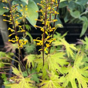 LIGULARIA PRZEWALSKII
