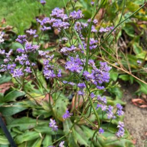 LIMONIUM LATIFOLIUM