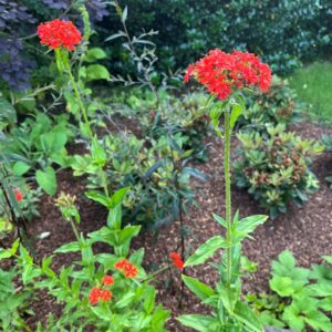 LYCHNIS CHALCEDONICA
