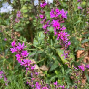 LYTHRUM SALICARIA
