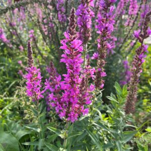 LYTHRUM SALICARIA