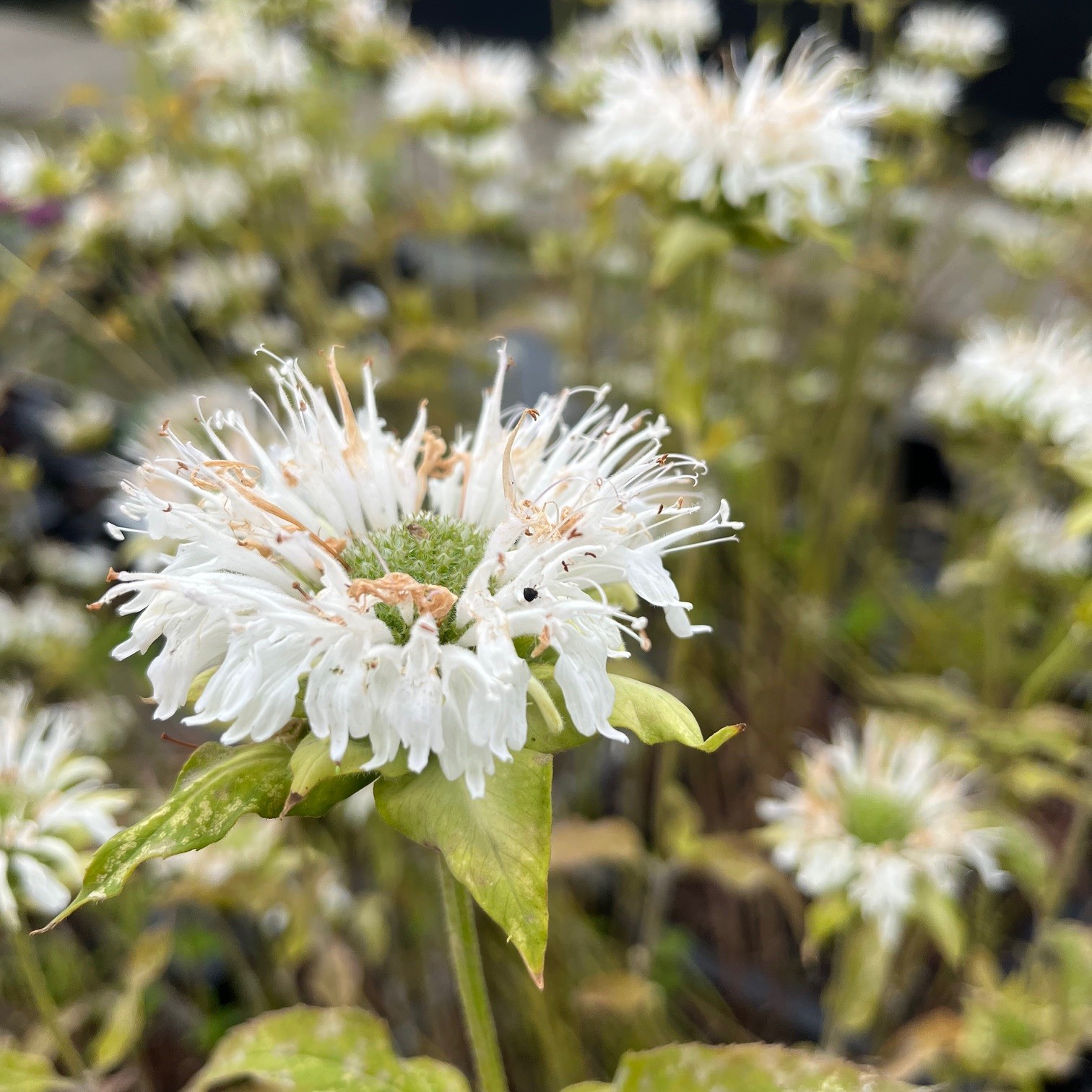 MONARDA 'SCHNEEWITTCHEN' - Afbeelding 2