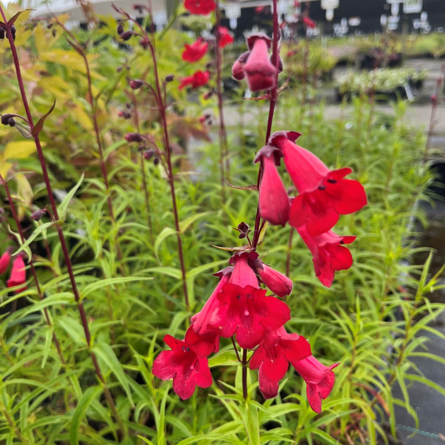 PENSTEMON 'SCHOENHOLZERI' - Afbeelding 3