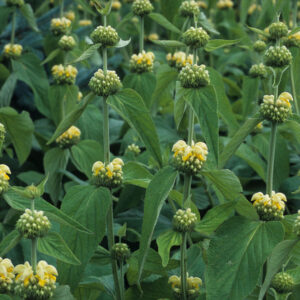 PHLOMIS RUSSELIANA