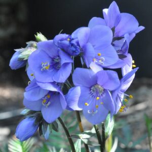 POLEMONIUM CAERULEUM