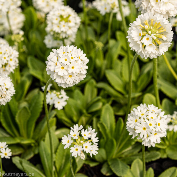 PRIMULA DENTICULATA 'ALBA' - Afbeelding 2