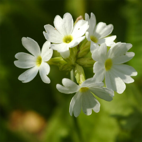 PRIMULA DENTICULATA 'ALBA'