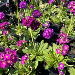PRIMULA DENTICULATA 'RUBIN'