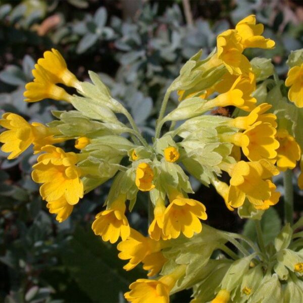 PRIMULA VERIS - Afbeelding 3
