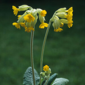PRIMULA VERIS