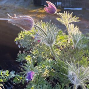 PULSATILLA VULGARIS